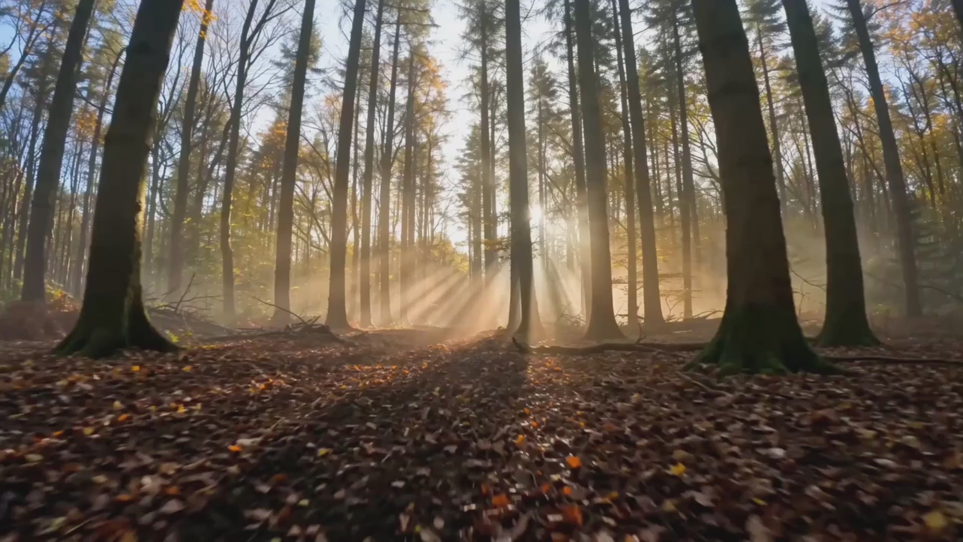 Load video: Exhilarator-Pro Elite 150CC Junior/Adults Quad Bike